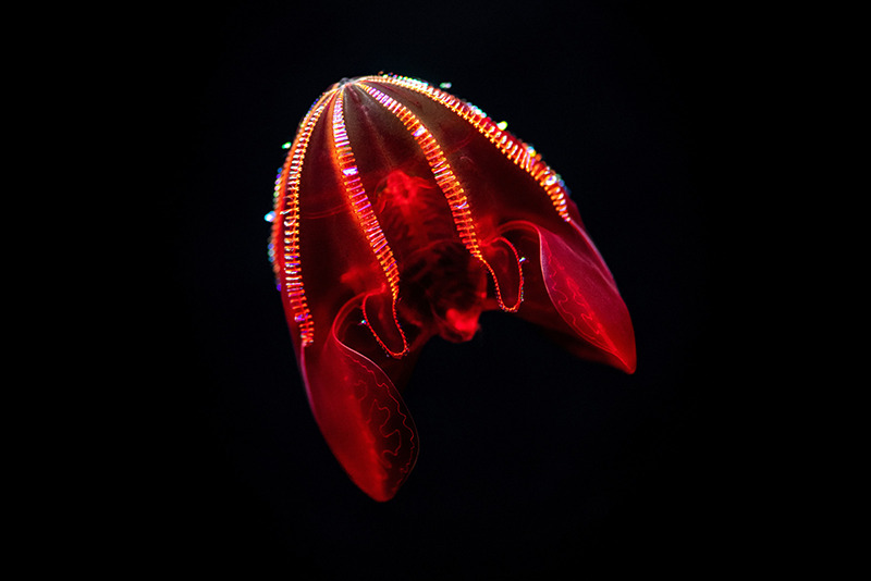 Bloody-belly comb jelly with glowing bioluminescent ridges and petal-like lobes floating in dark deep ocean