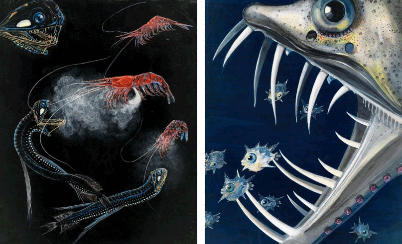 Composite of two art works by Bostelmann of a shrimp and fish and a saber-toothed viperfish