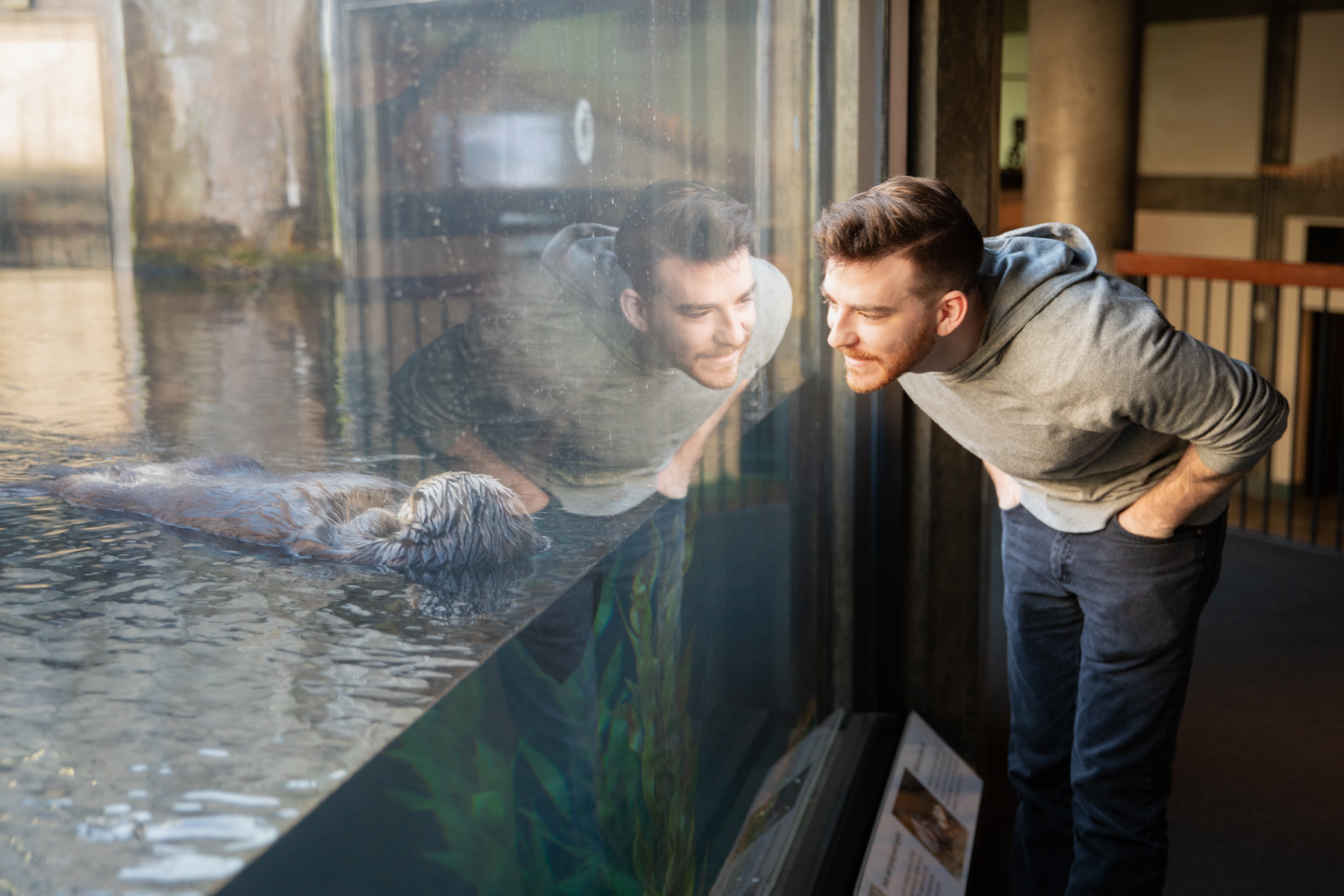 A person on our right leans in toward the acrylic of the Sea Otter Exhibit to take a closer look at Rosa the sea otter