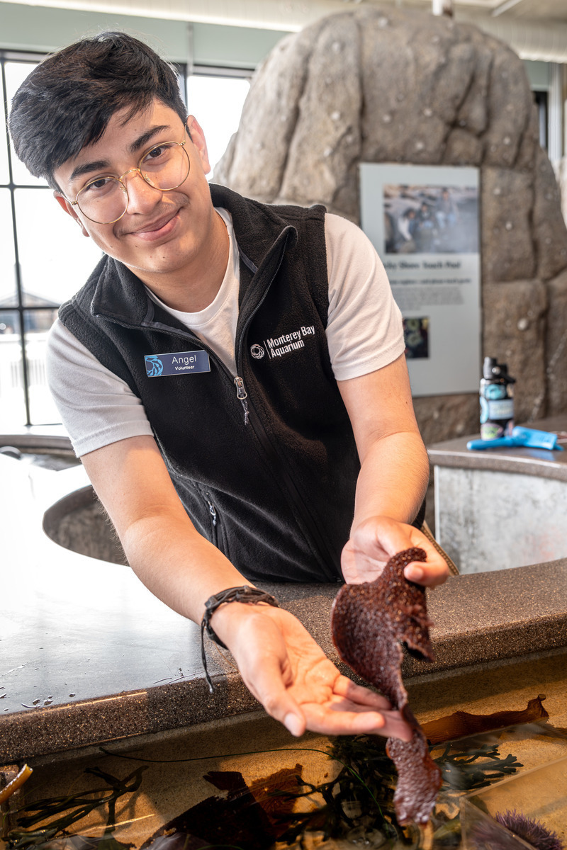 Angel Bahena a Lucile S. Packard volunteer award winnder leans over an Aquarium touch table while holding out a piece of red algae