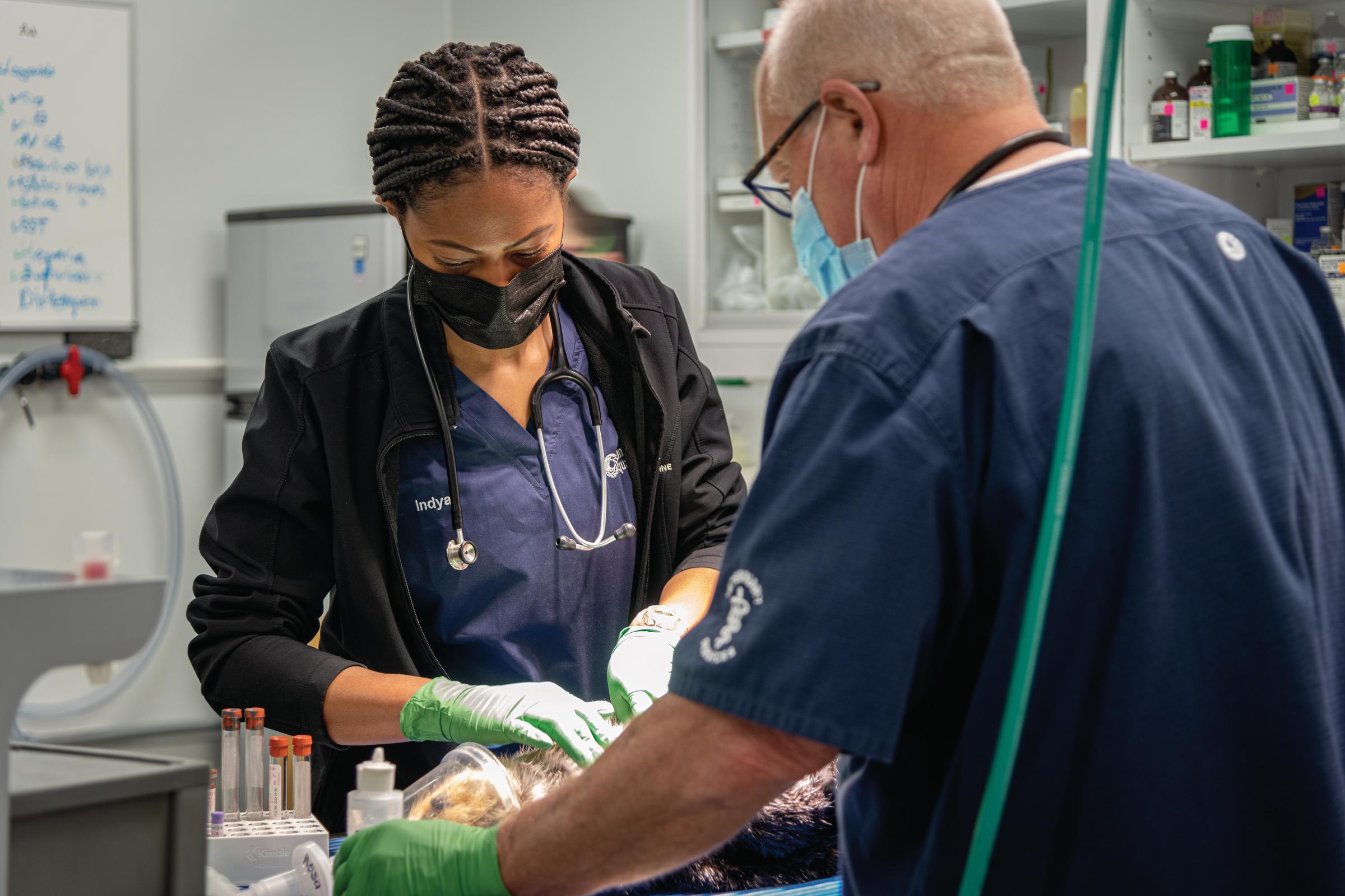 Indya Woods performs an exam on a sea otter as part of her veterinary externship