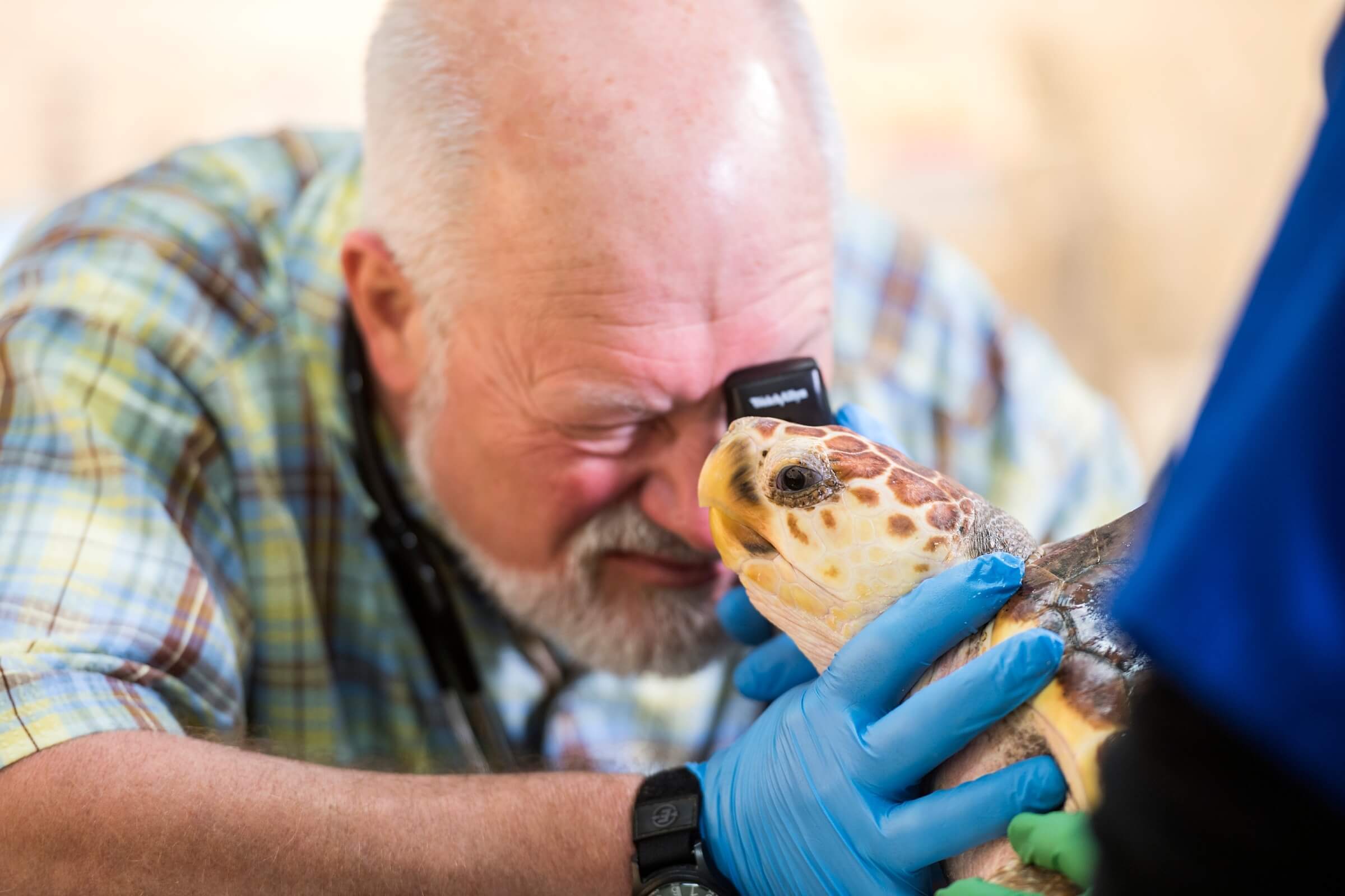 Dr. Mike Murray bending over examining the face of turtle