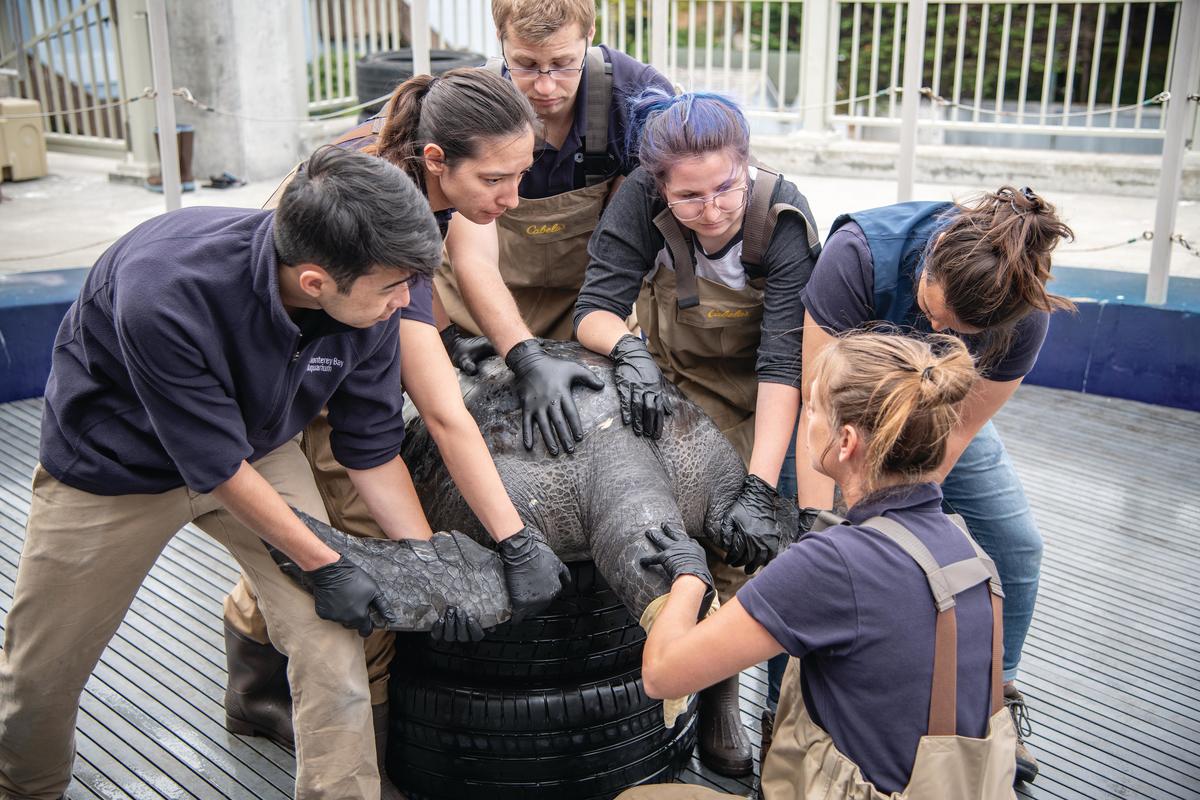 Animal care staff transporting a green sea turtle behind the scenes