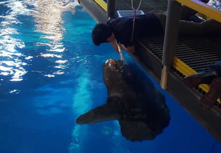 Dalton interacting with a mola in the Open Sea exhibit