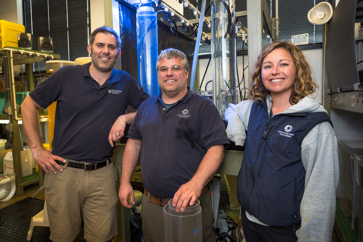 Three smiling uniformed members of the Monterey Bay Aquarium animal care staff stand behind the scenes in the Jelly Lab, surrounded by tanks and equipment