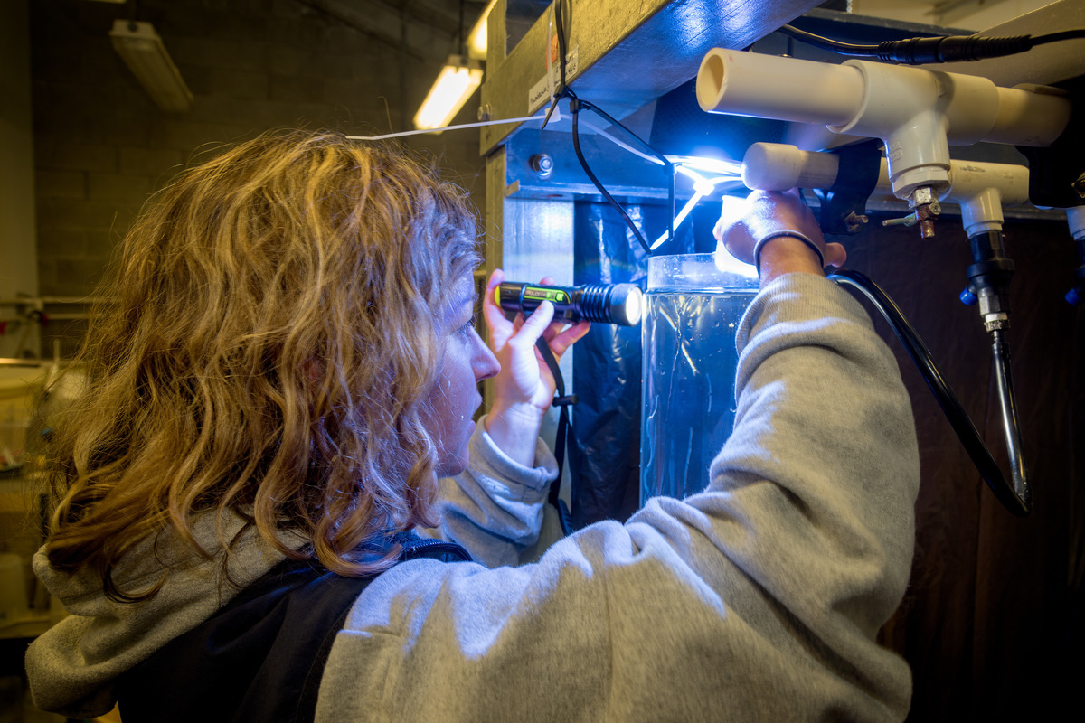 Mackenzie Bubel using a flashlight to closely inspect jellyfish inside a lab exhibit behind the scenes