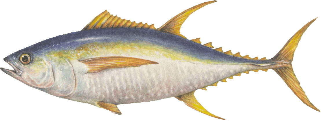 Yellowfin tuna illustration