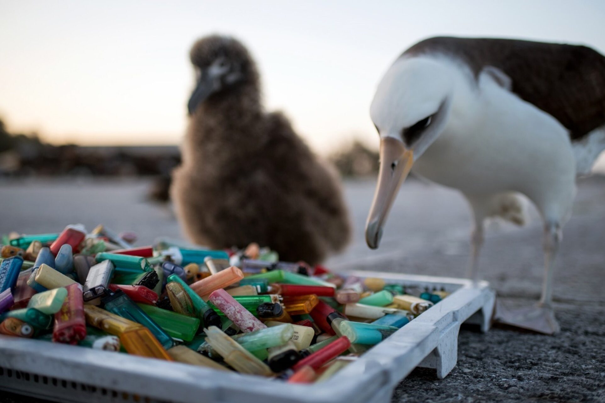 An albatross on the beach sniffs a box full of plastics
