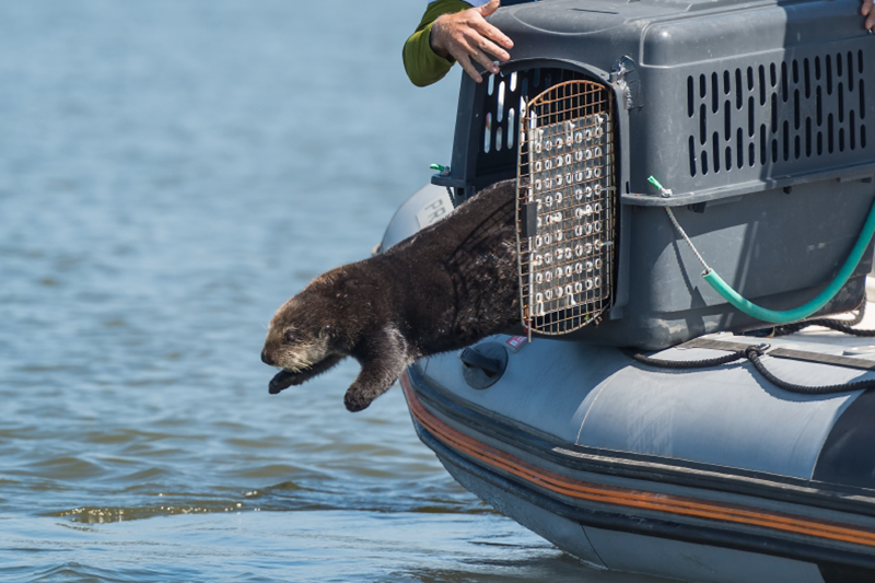 Sea otter leaping from transport carrier into open water during wildlife release from inflatable boat