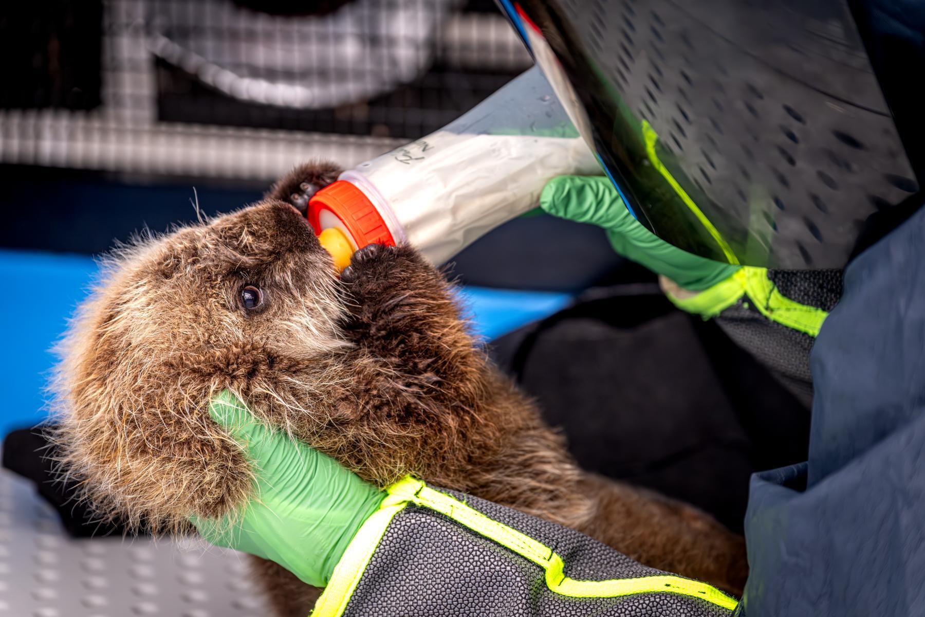 Rescued sea otter pup bottle-fed by gloved caretaker during rehabilitation care