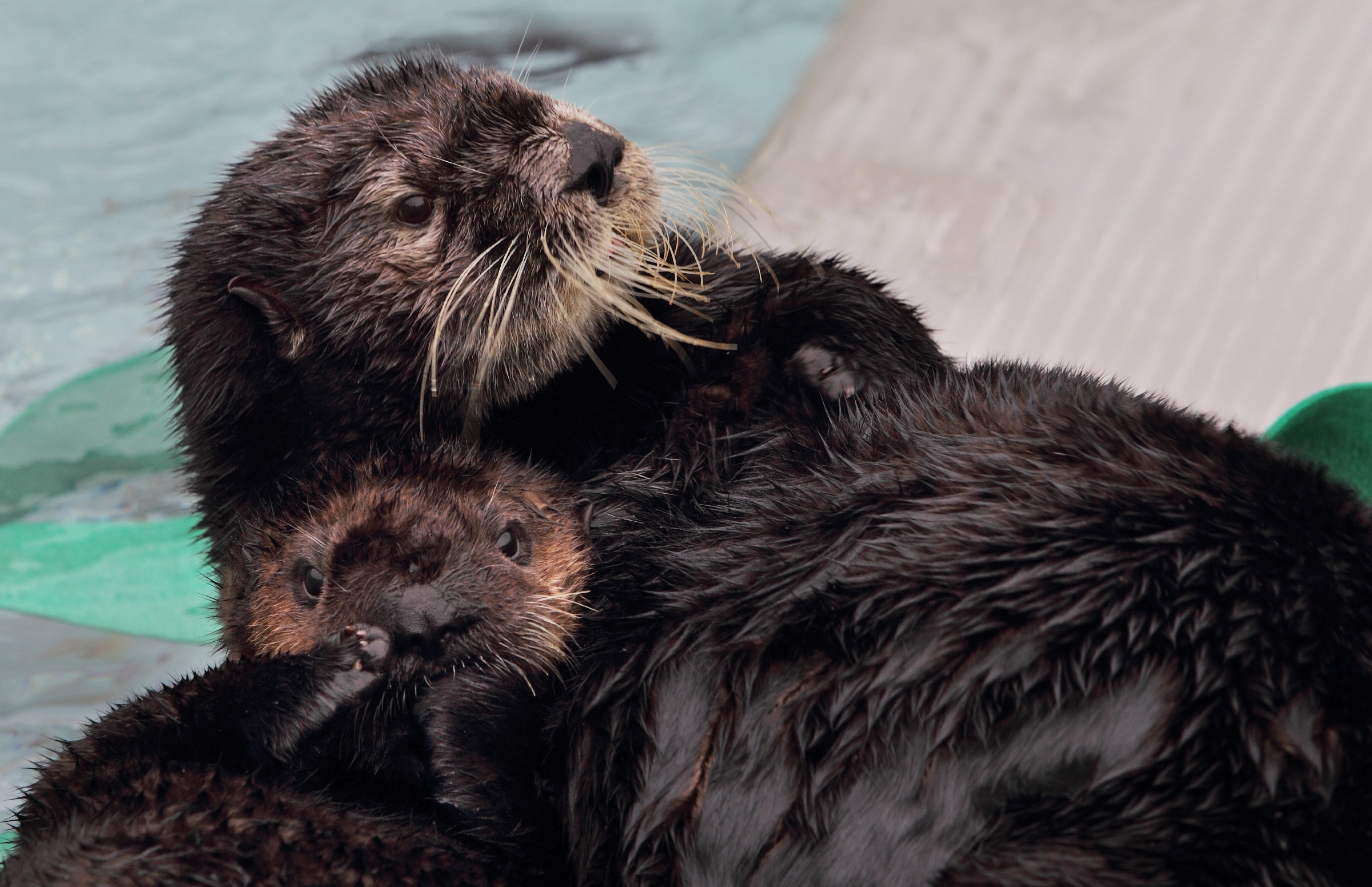 Adult sea otter cradling tiny newborn pup on chest while floating in Aquarium exhibit