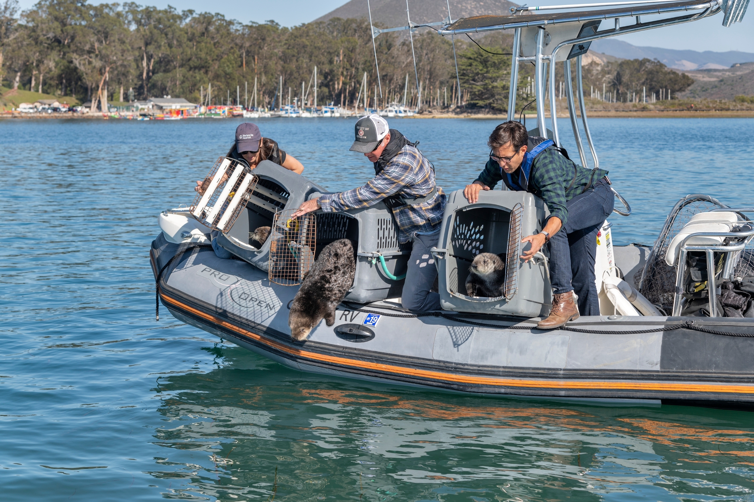 Sea otter release