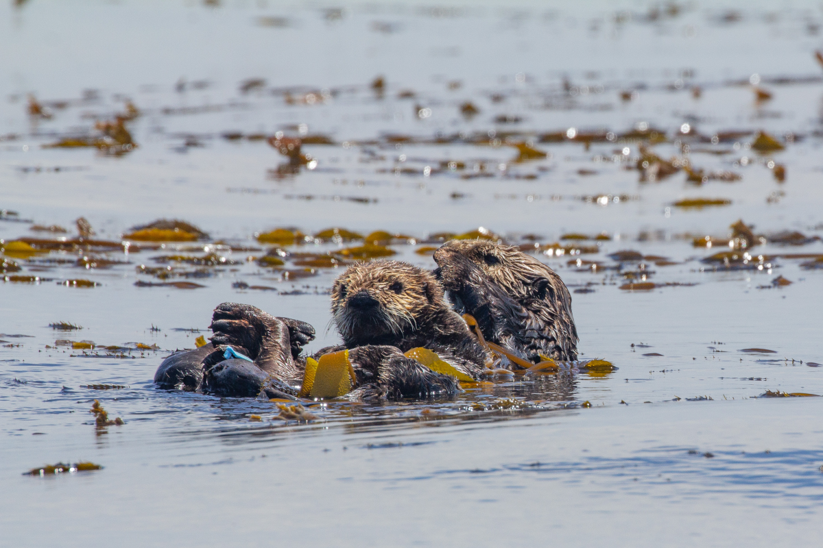 A wild sea otter mother with a blue tag on her flipper floats on her back in a golden kelp forest, with her pup resting on her chest