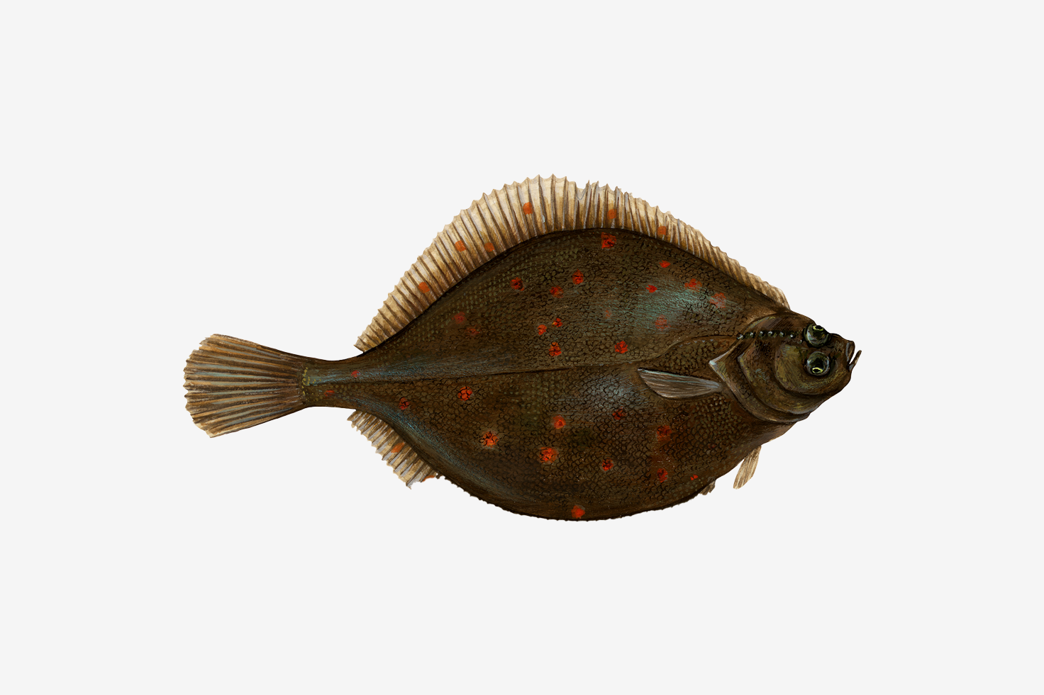 American plaice illustration