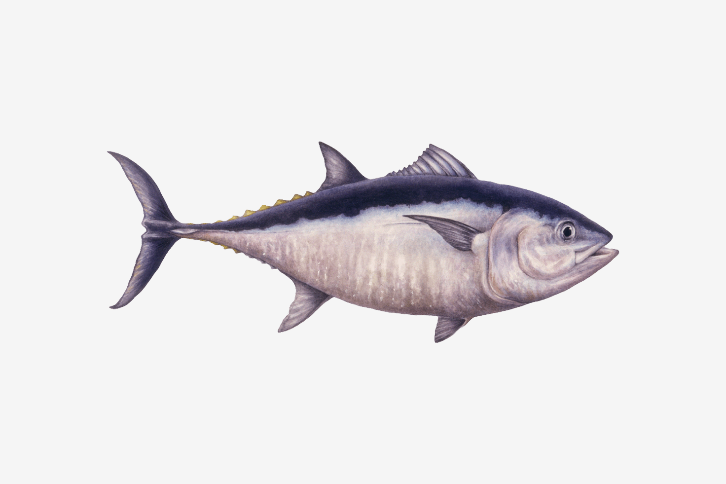 Atlantic bluefin tuna illustration