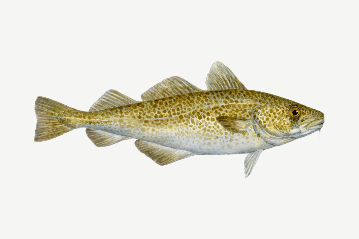Atlantic cod illustration