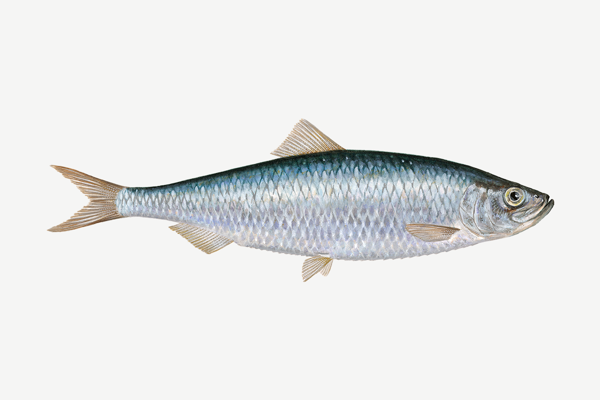 Atlantic herring illustration