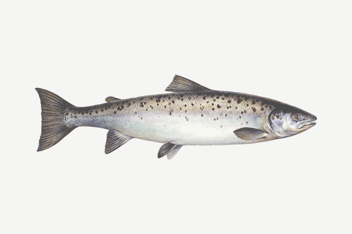 Atlantic salmon illustration