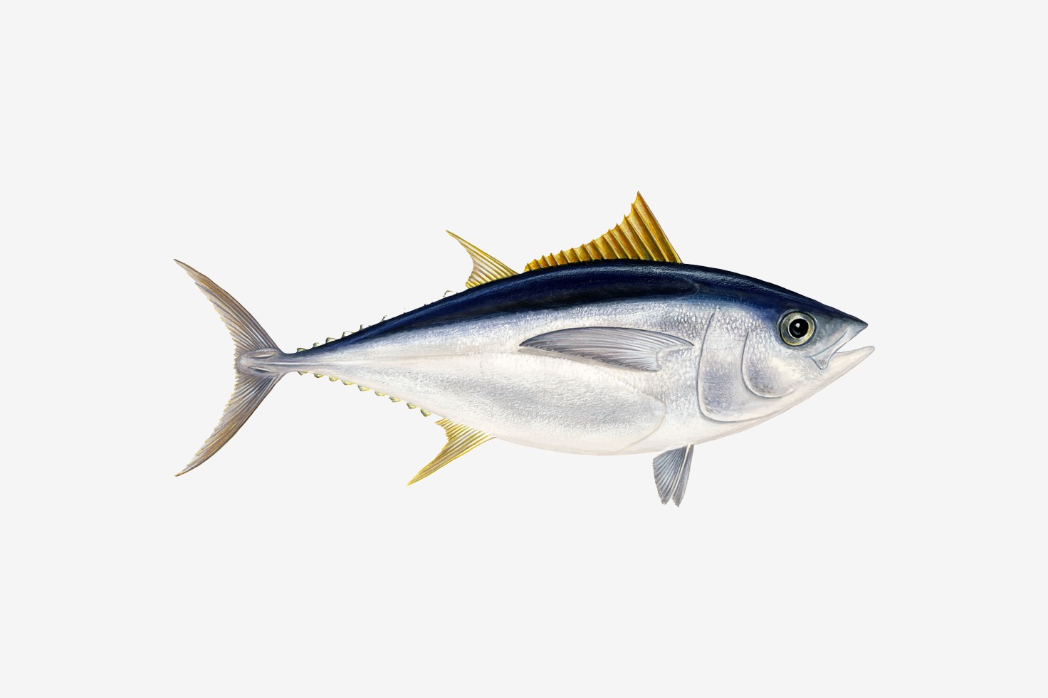 Bigeye tuna illustration