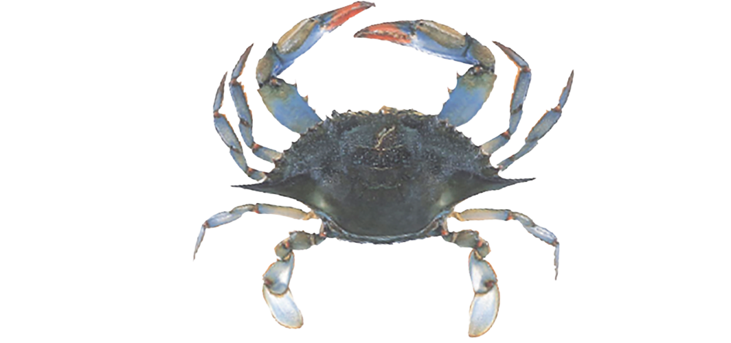 Blue crab illustration