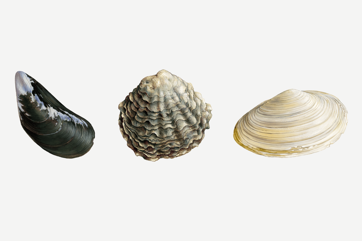 Illustration of a blue mussel, oyster, and clam