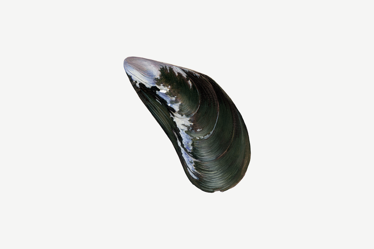 Blue mussel illustration