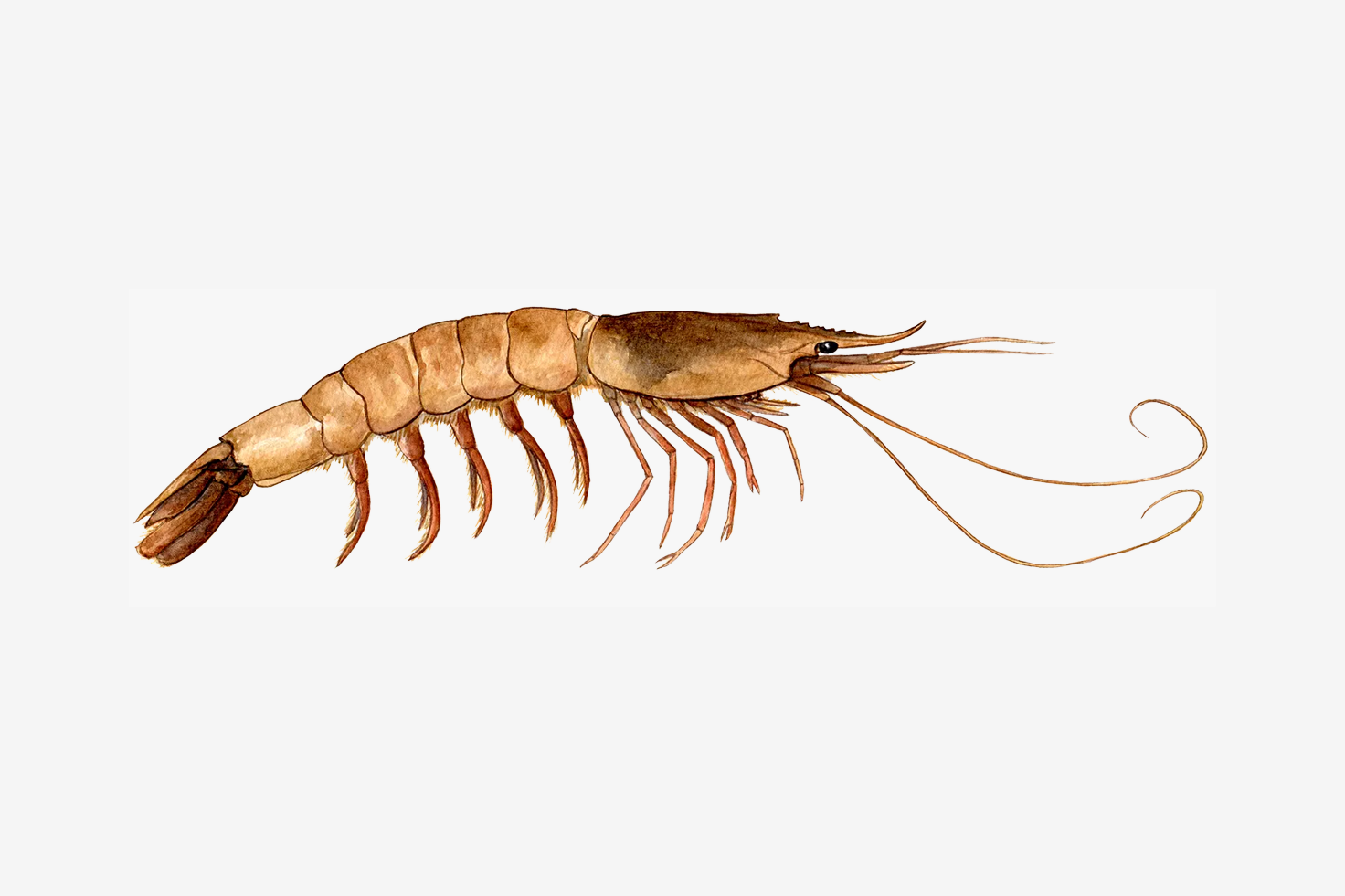 Blue shrimp illustration