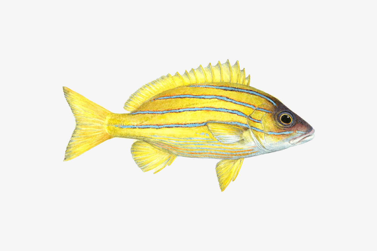 Bluestriped snapper illustration