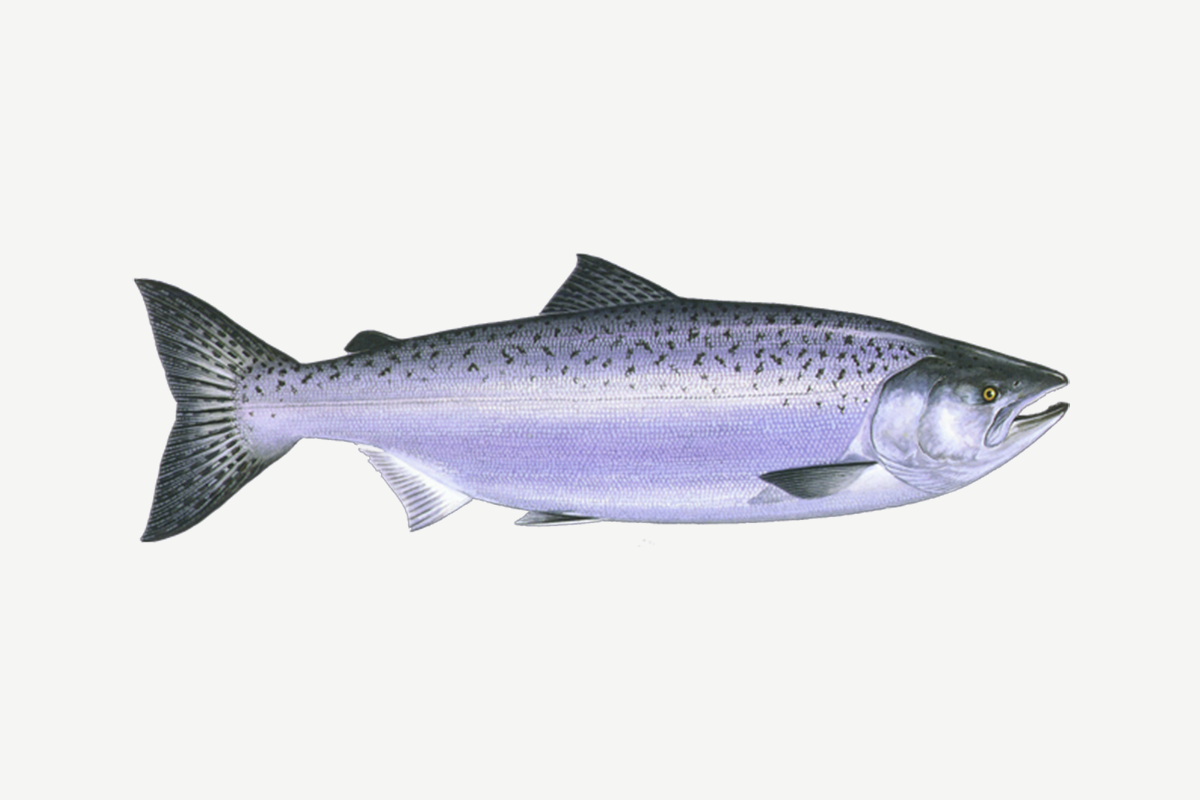 Chinook salmon illustration