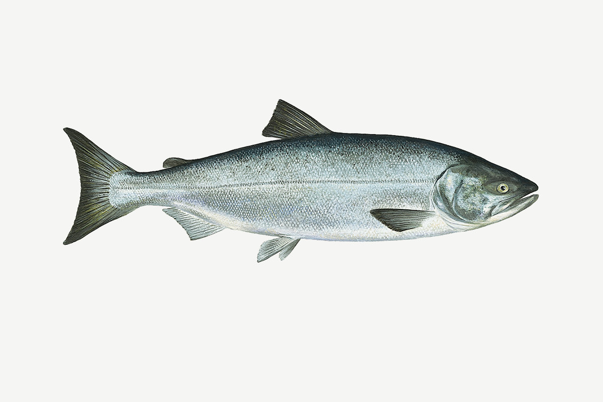 Chum salmon illustration