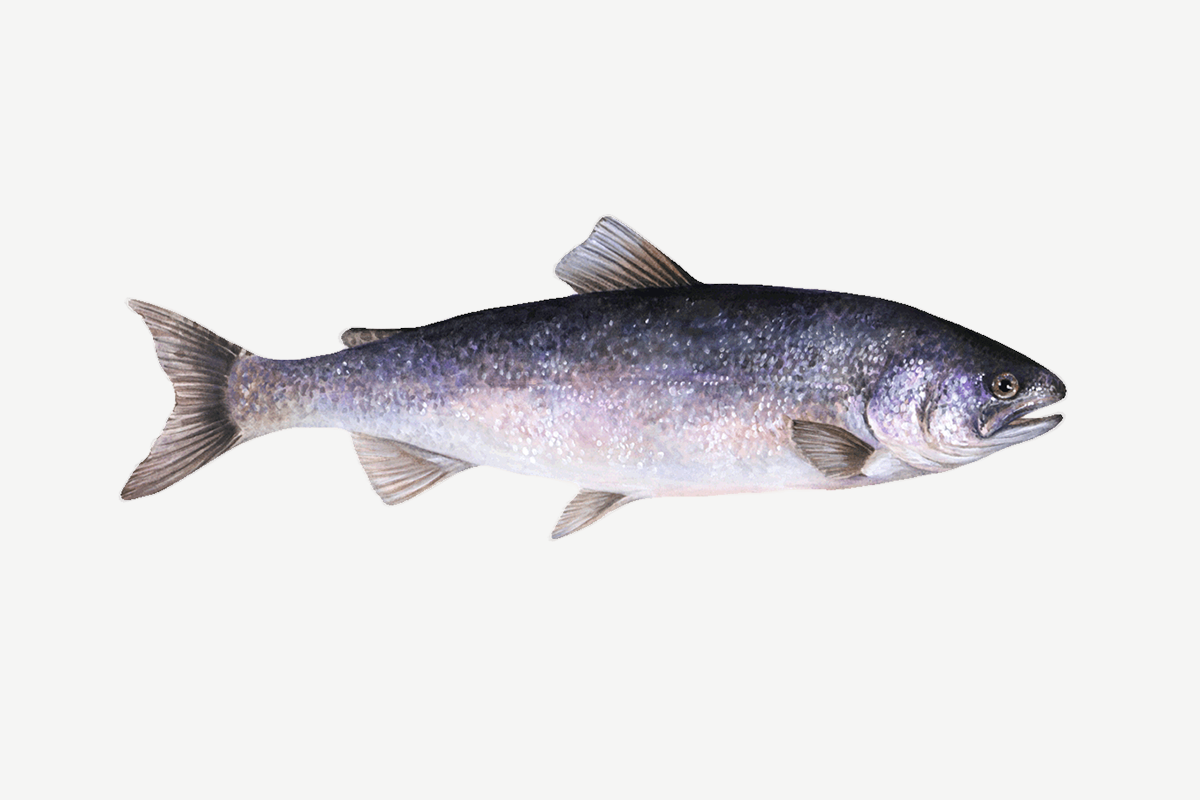 Coho salmon illustration
