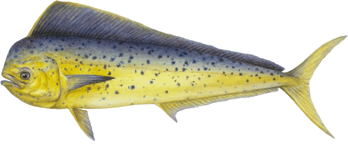 Mahi mahi illustration