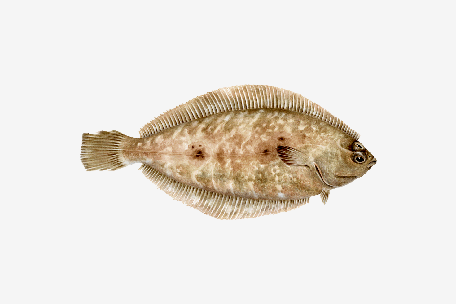 Dover sole illustration