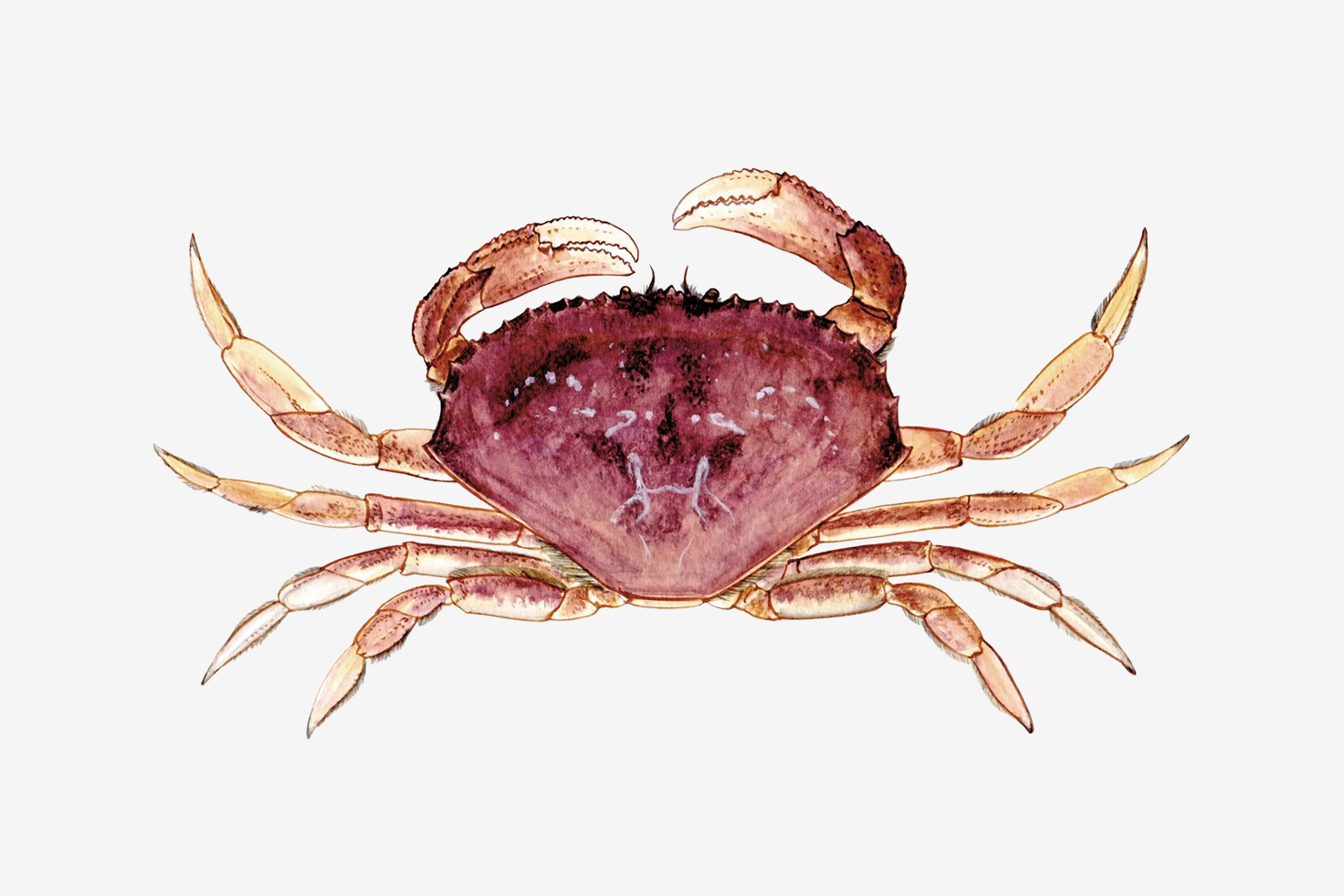 Dungeness crab illustration