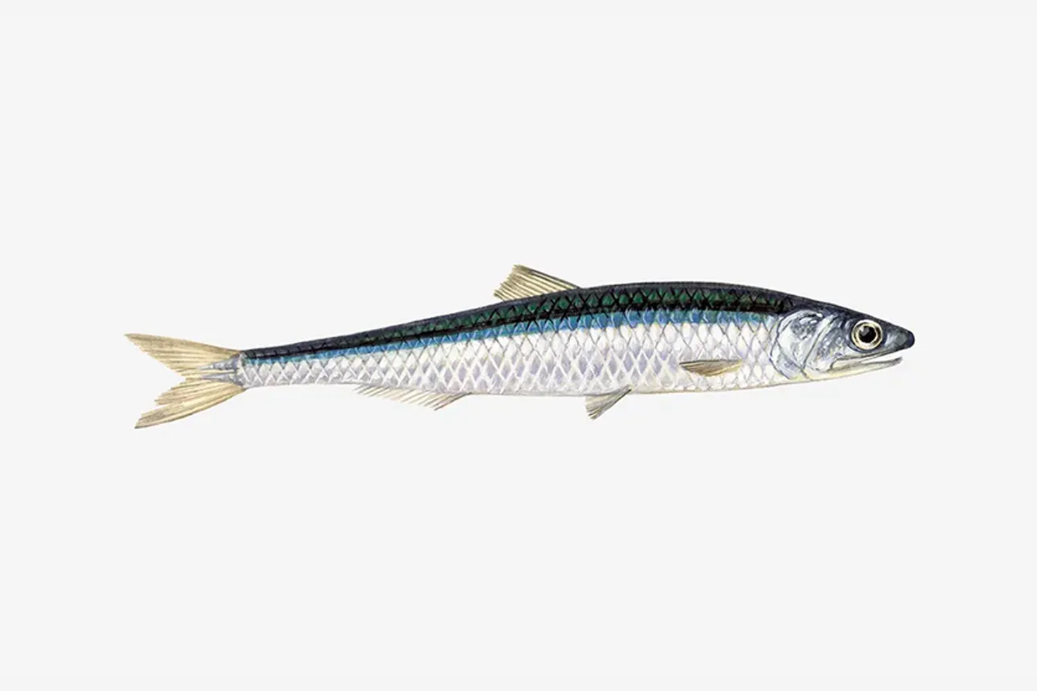 European anchovy illustration
