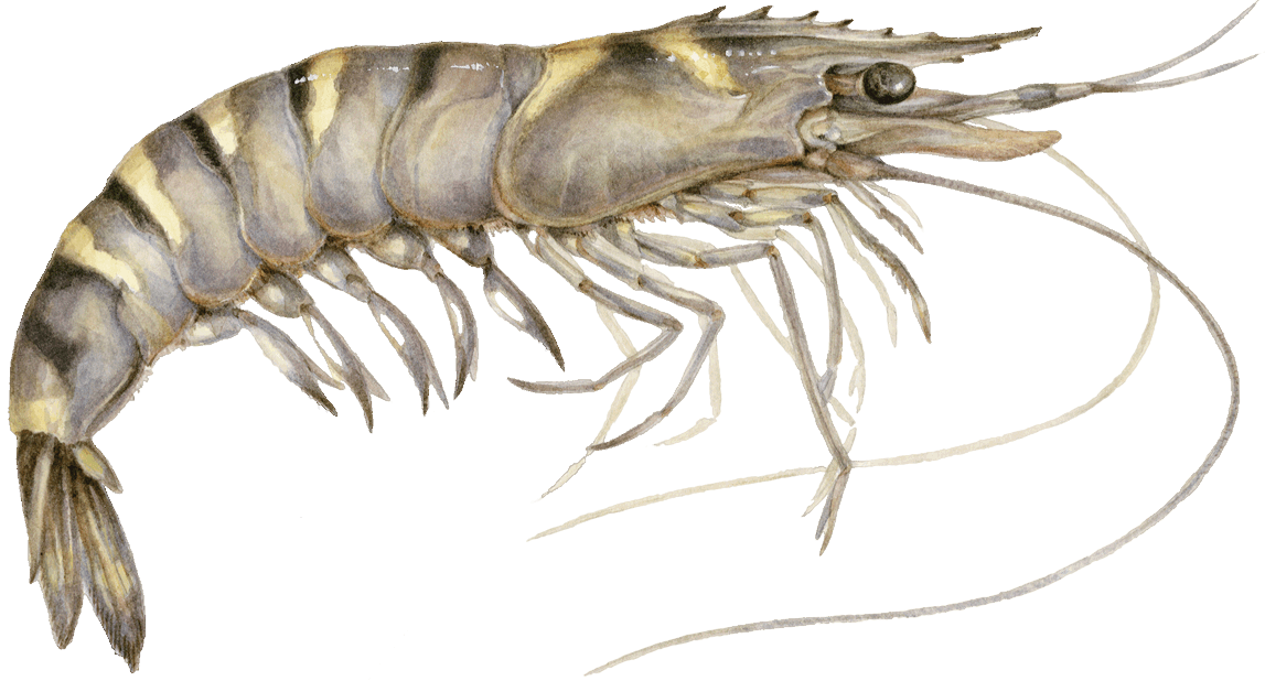Giant tiger prawn illustration