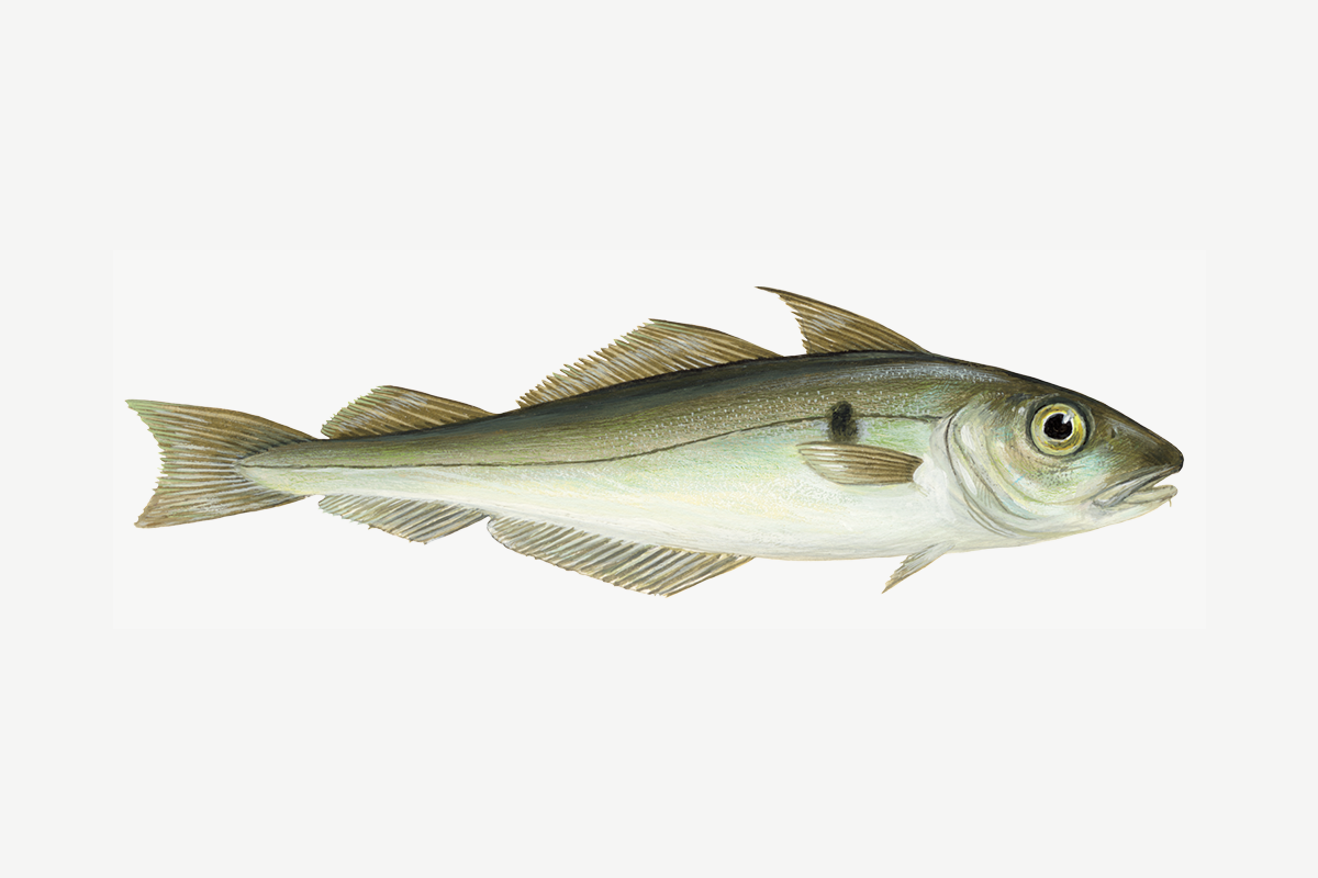 Haddock illustration
