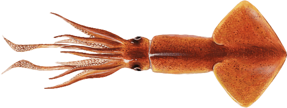 Jumbo squid illustration