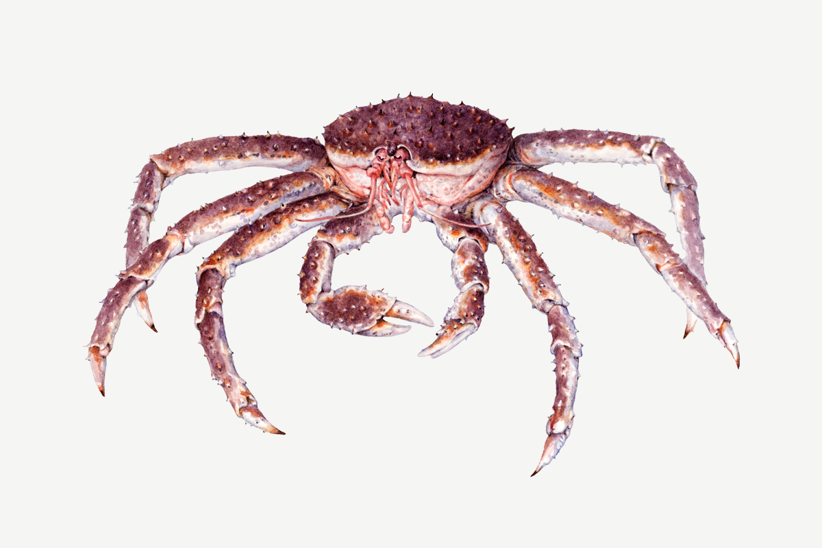 King crab illustration © Monterey Bay Aquarium