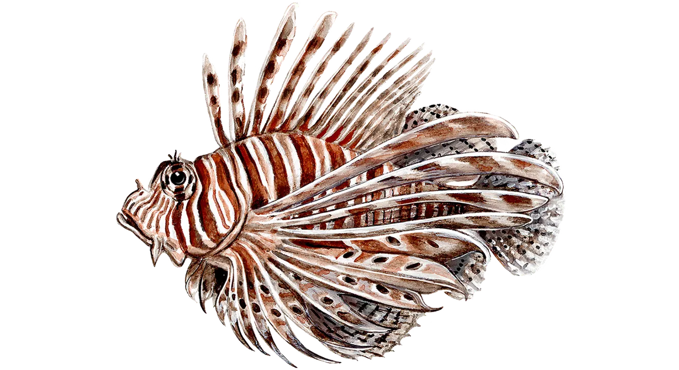 Red lionfish illustration