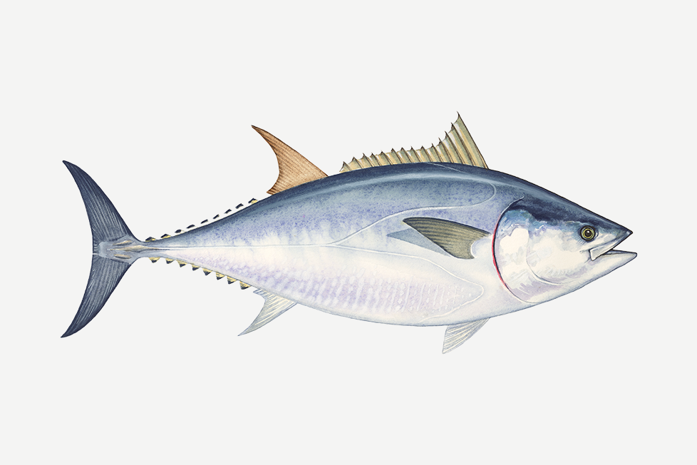 Pacific bluefin tuna illustration