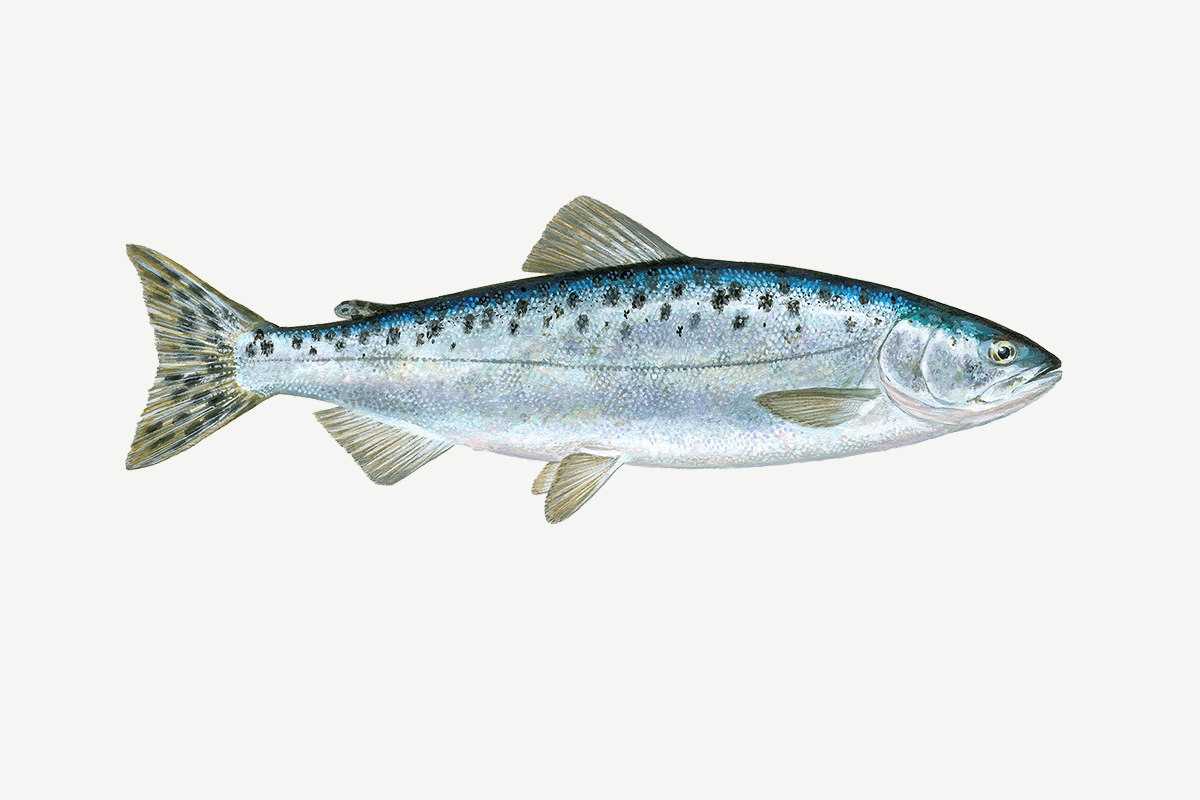 Pink salmon illustration