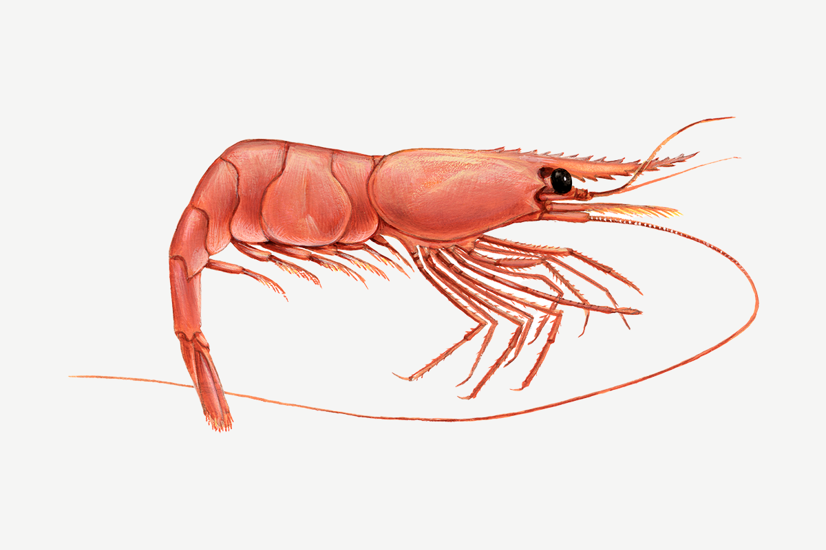 Pink shrimp illustration