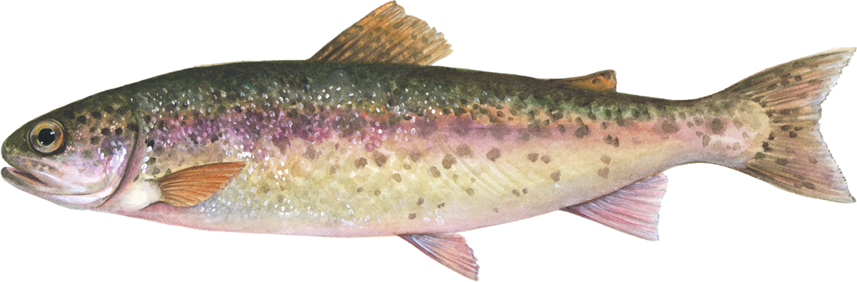 Rainbow trout illustration