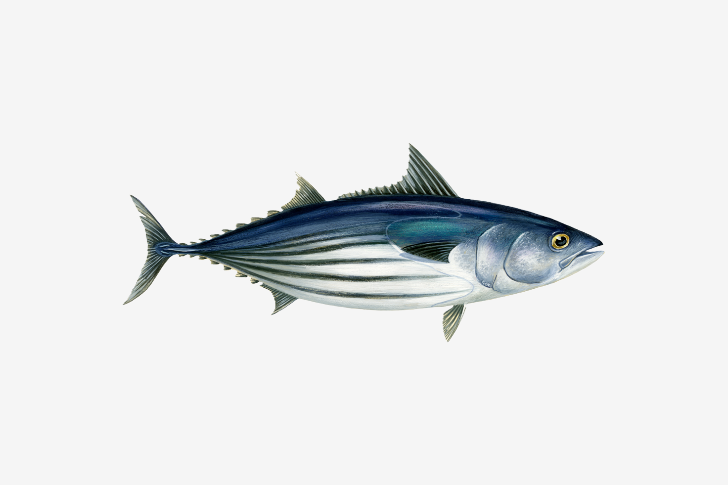 Skipjack tuna illustration
