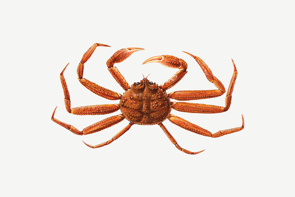 Snow crab illustration