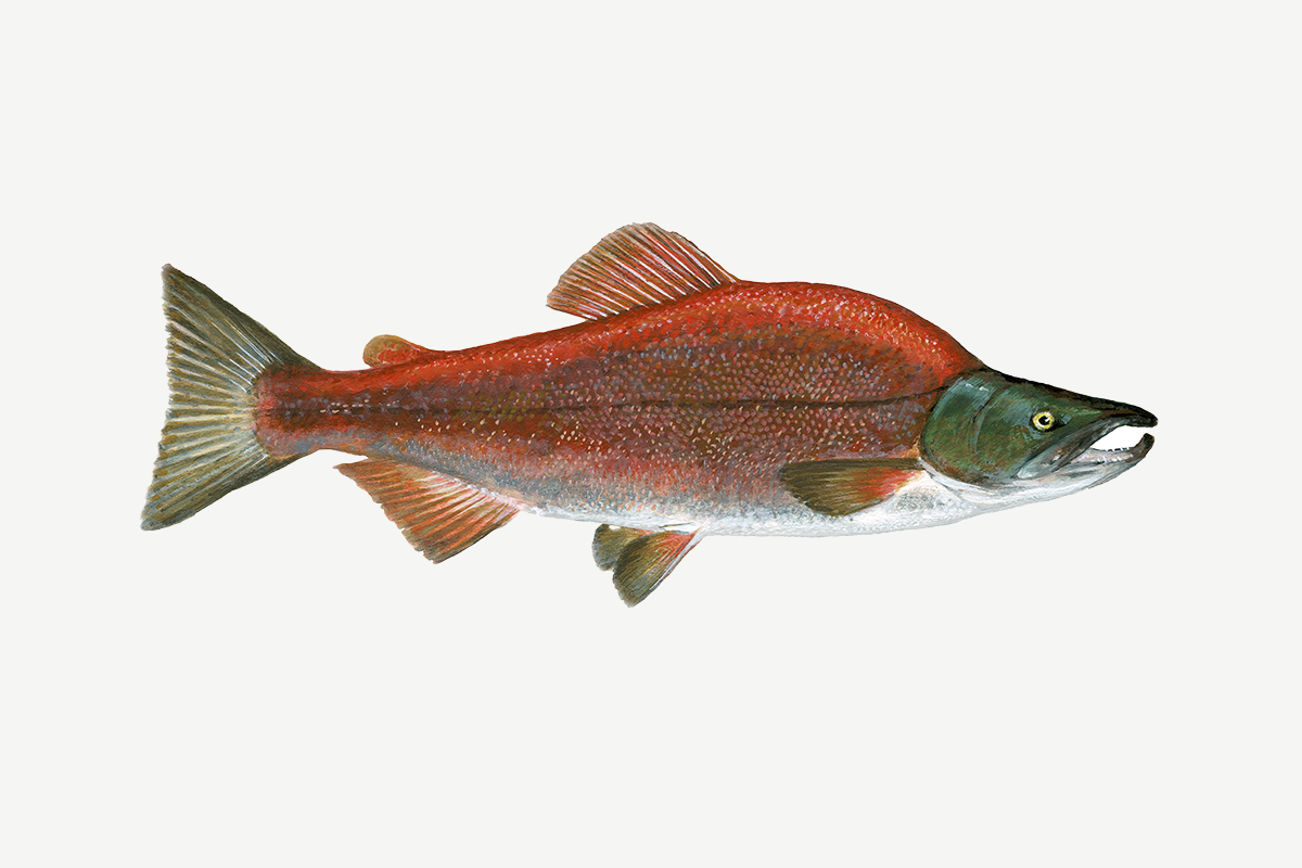 Sockeye salmon illustration