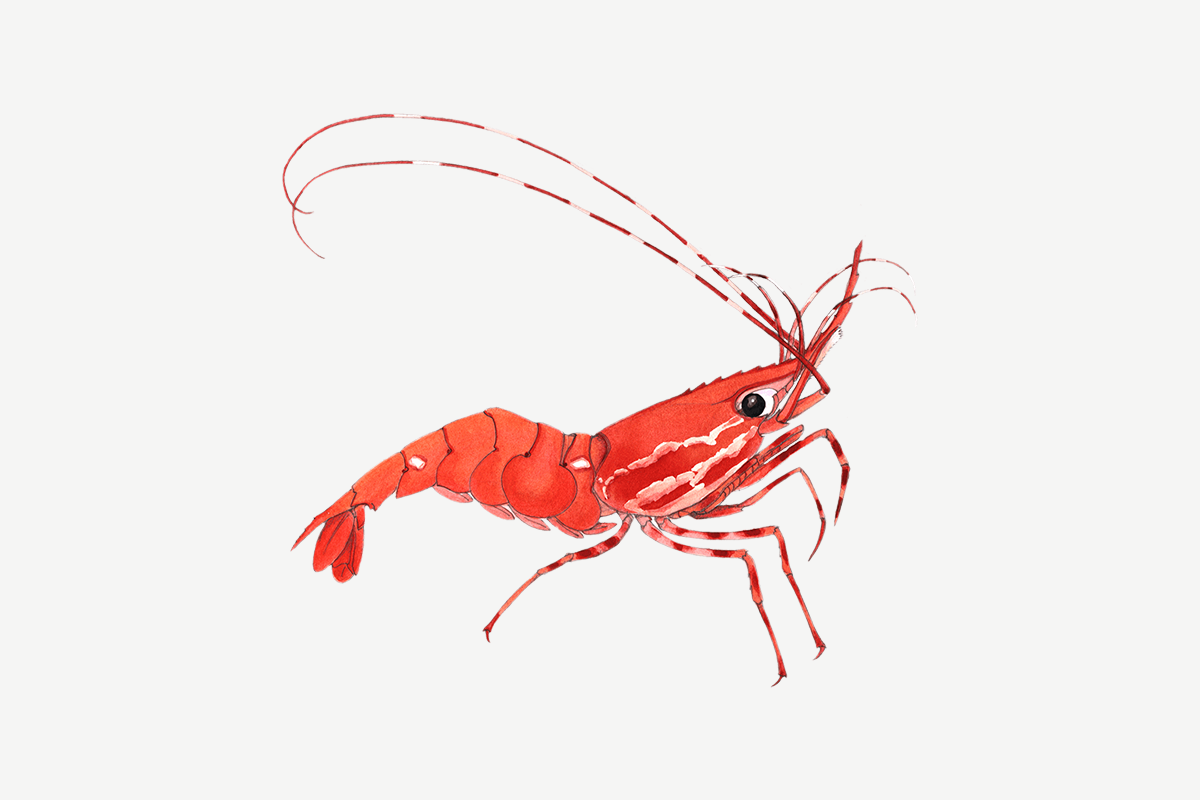 Spot prawn/shrimp illustration