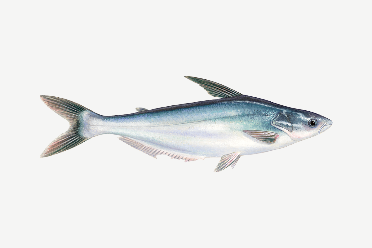 Swai illustration