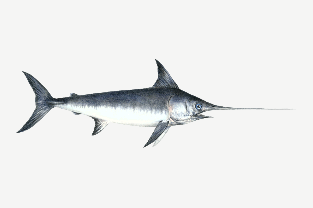 Swordfish illustration